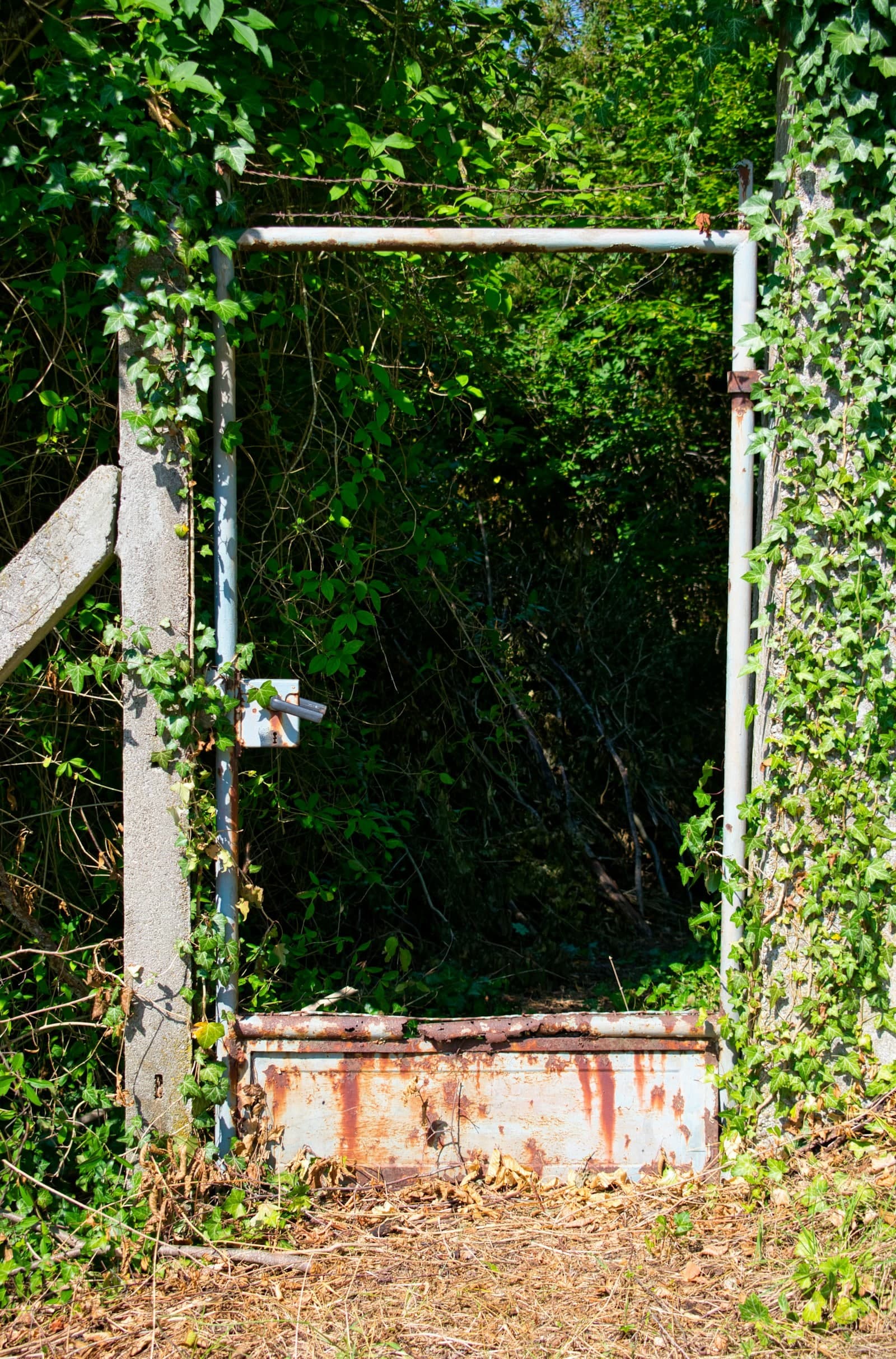 Sagging white gate frame swallowed by ivy at a brick garden entrance